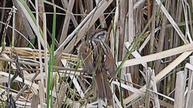Swamp Sparrow - ML631758676