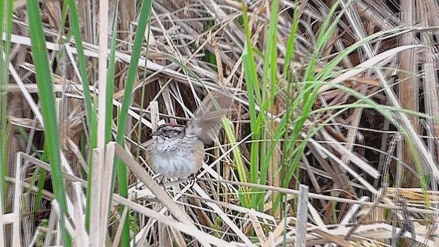 Swamp Sparrow - ML631758677