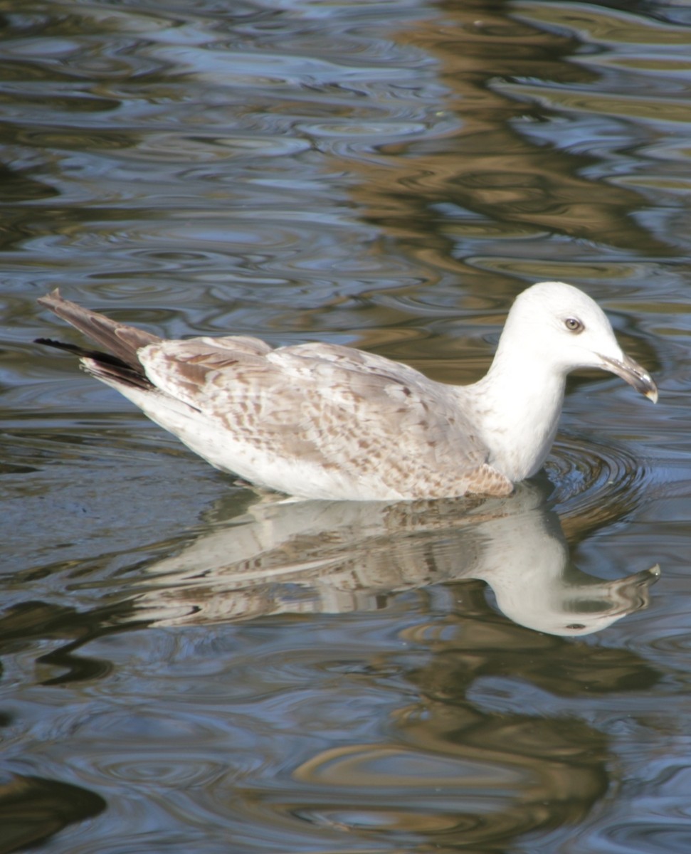 Larus sp. - ML631758682