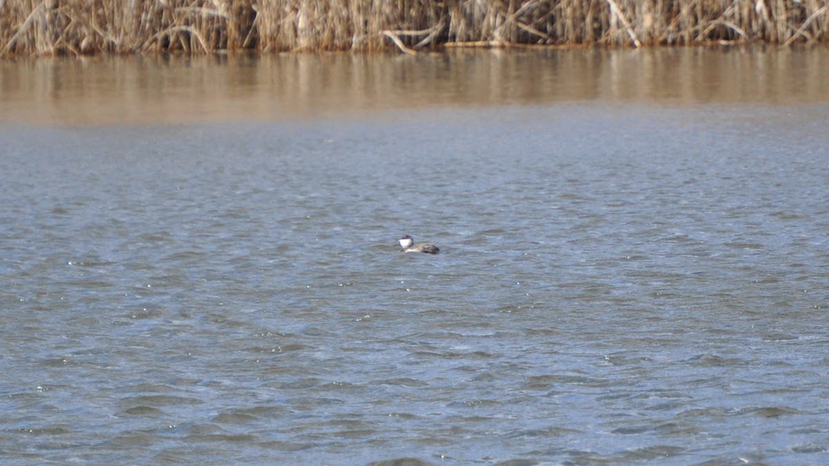 Ruddy Duck - ML631758697