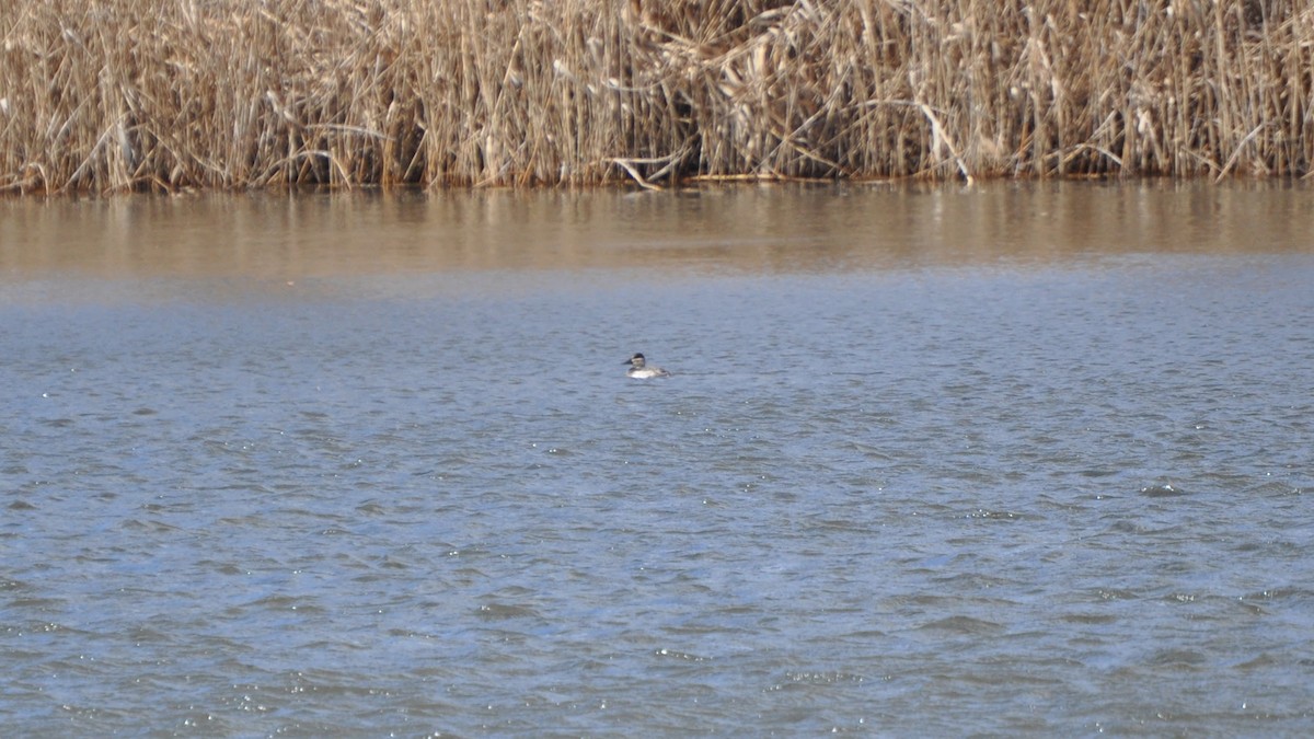 Ruddy Duck - ML631758698