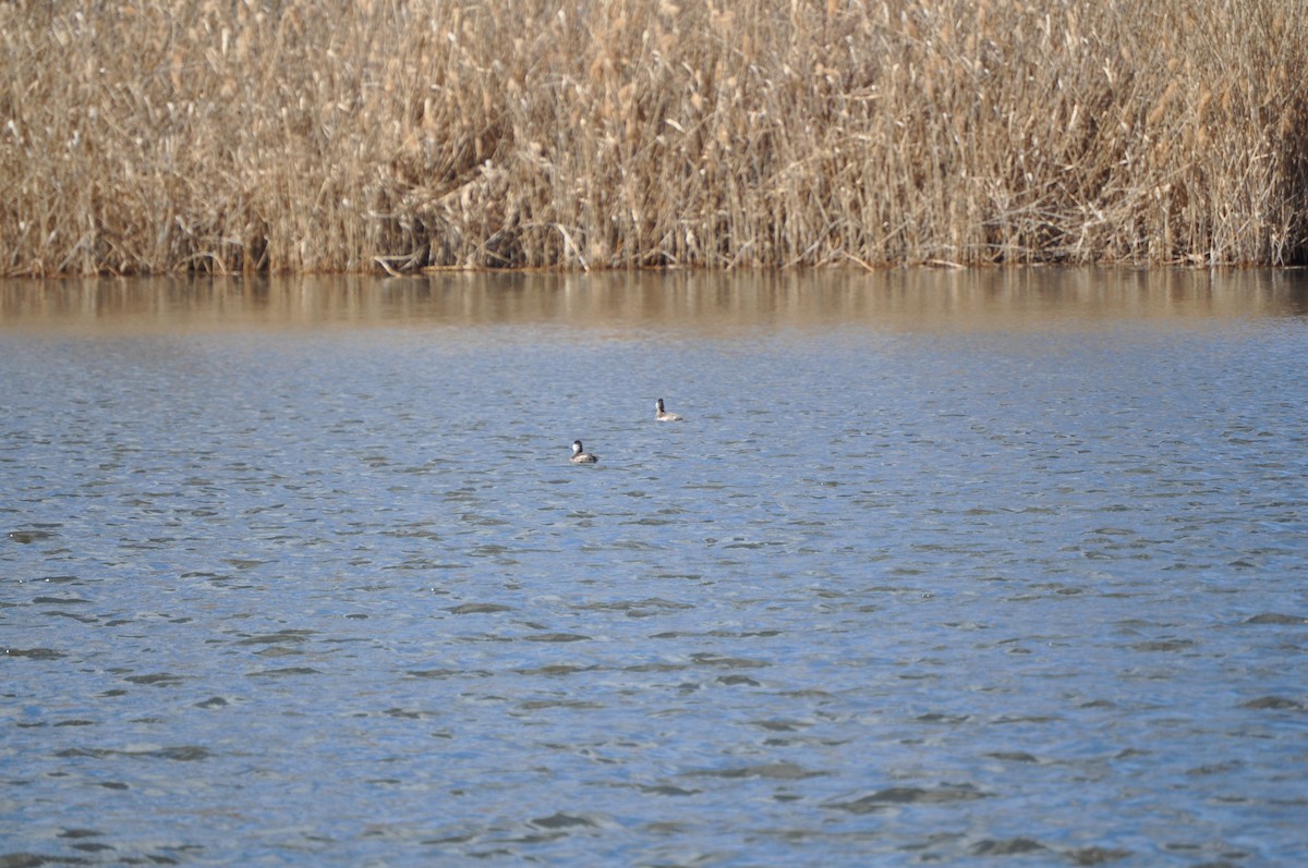 Ruddy Duck - ML631758701