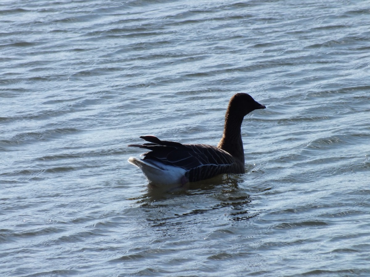 Pink-footed Goose - ML631758736