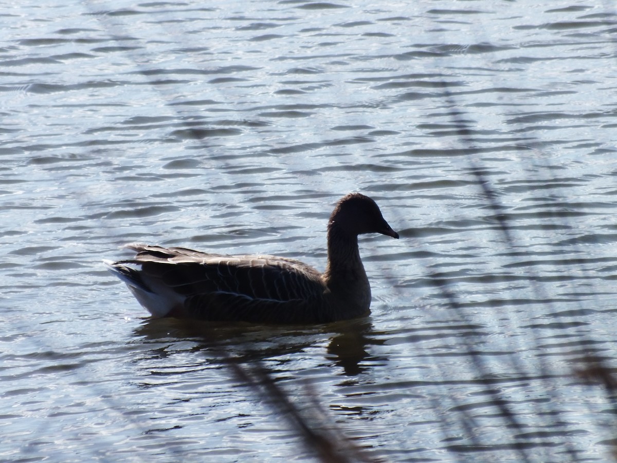 Pink-footed Goose - ML631758738