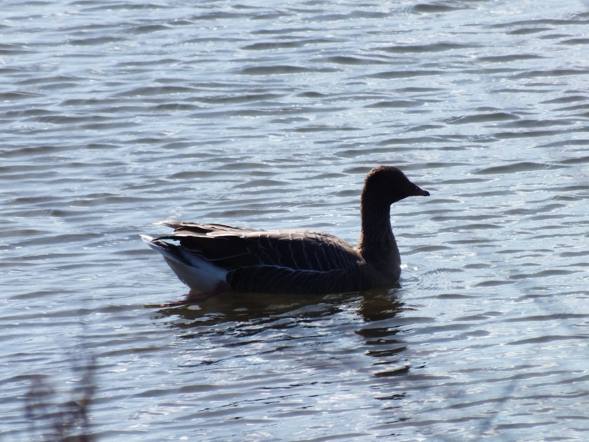 Pink-footed Goose - ML631758740