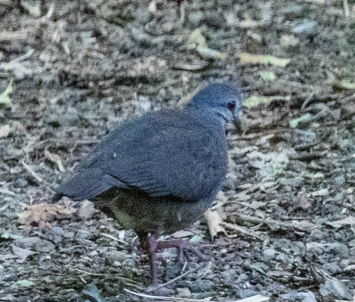 Purplish-backed Quail-Dove - ML631758745