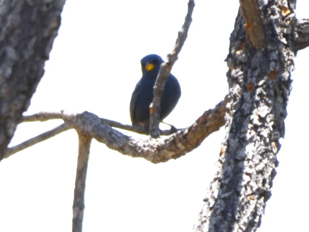 Blue Finch - ML631758755