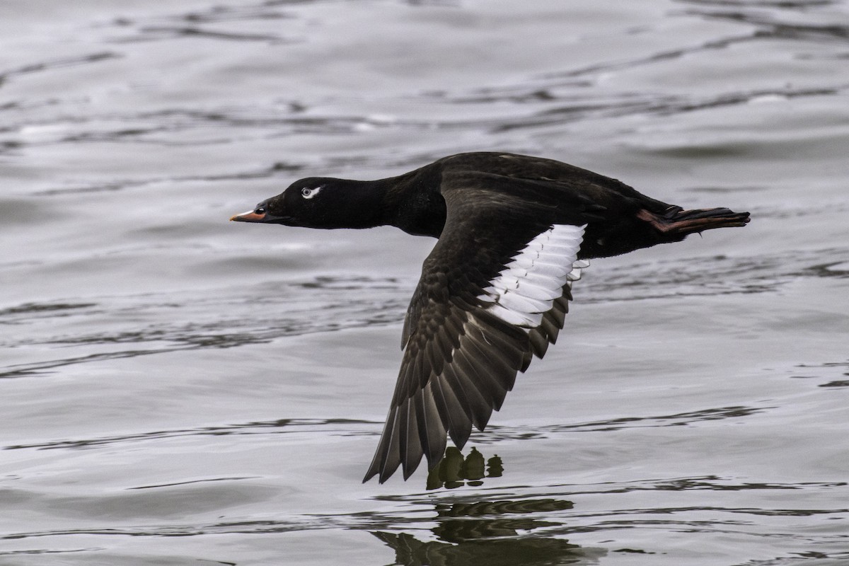 White-winged Scoter - ML631758772