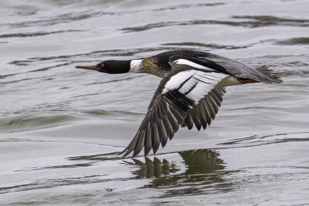 Сэвгэр бохио - ML631758776