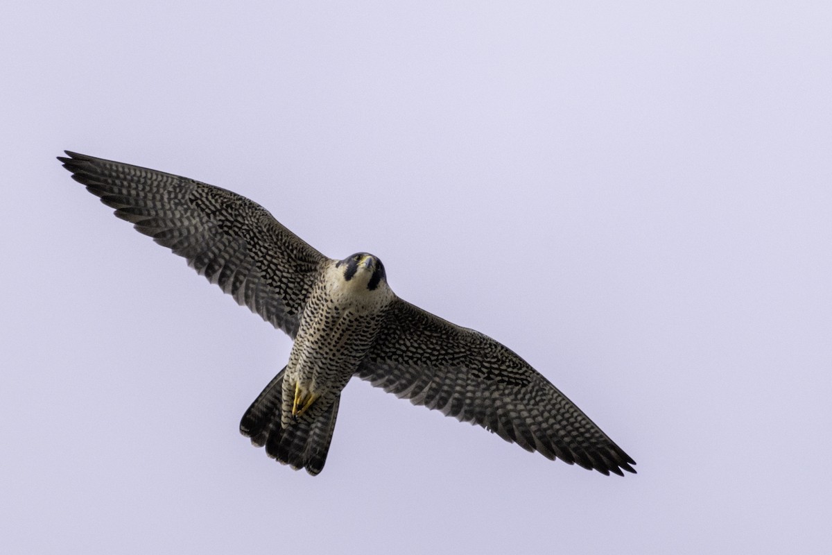 Эгэл шонхор - ML631758795