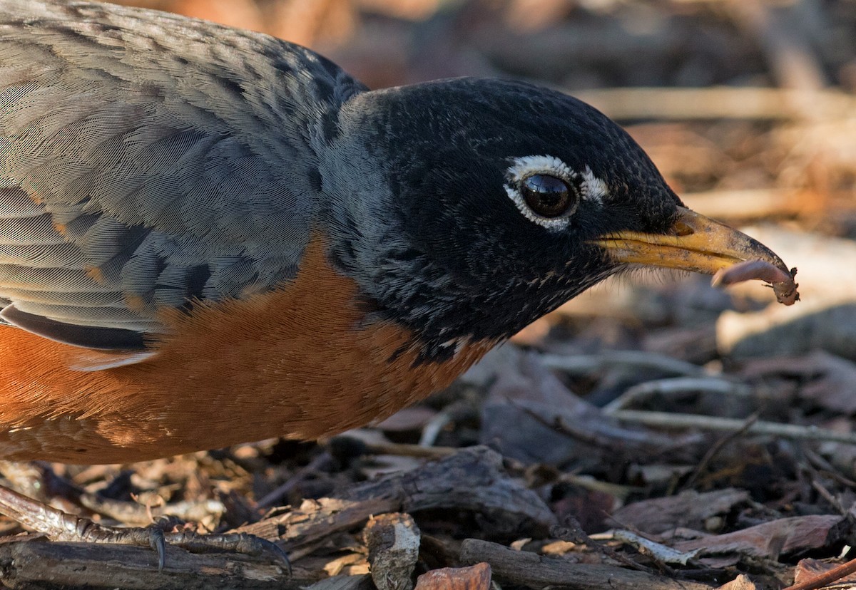 American Robin - ML631758810