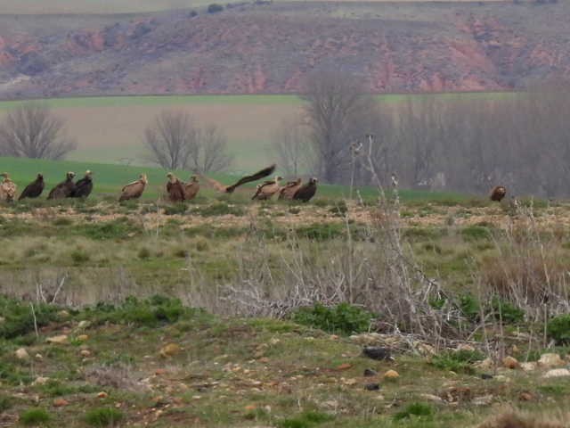 Чёрный гриф - ML631758959