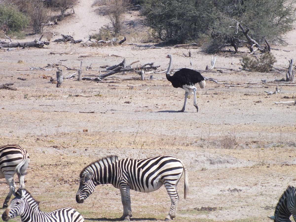 Common Ostrich - ML631759001