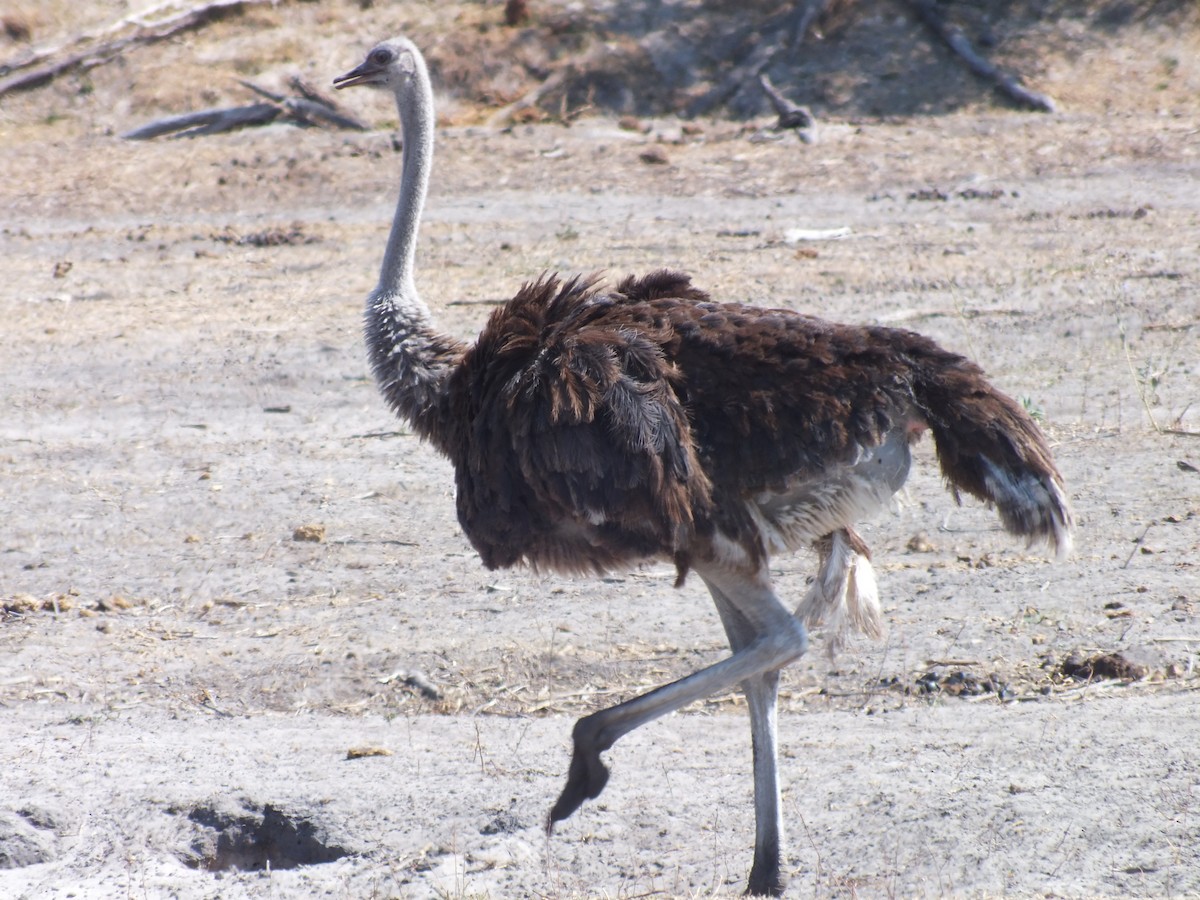Common Ostrich - ML631759002