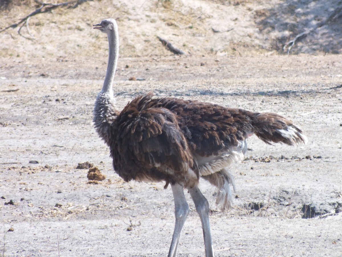Common Ostrich - ML631759003