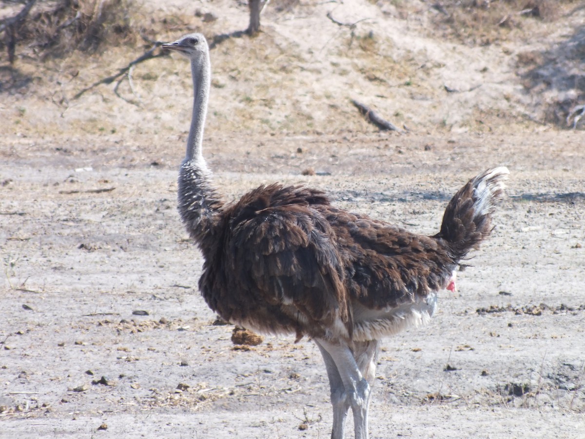 Common Ostrich - ML631759004