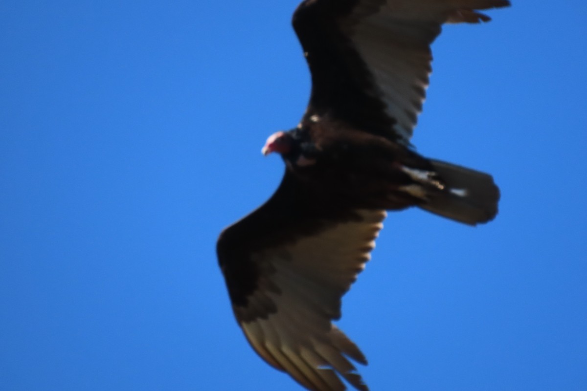 Turkey Vulture - ML631759044