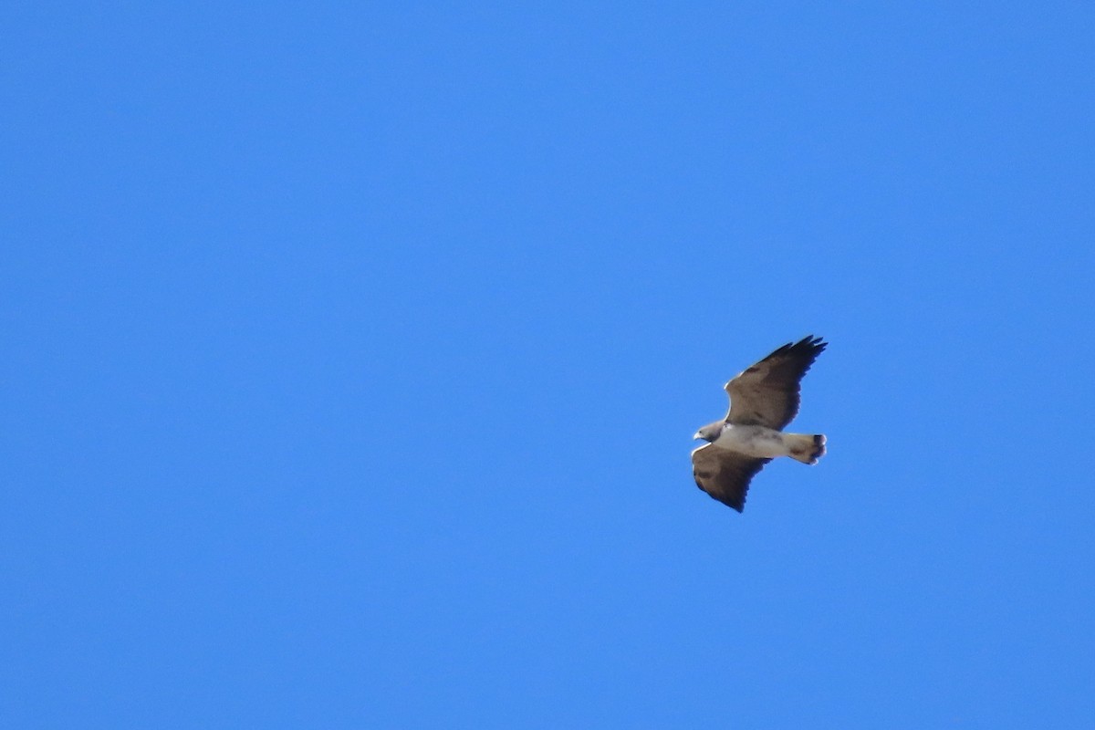 White-tailed Hawk - ML631759068