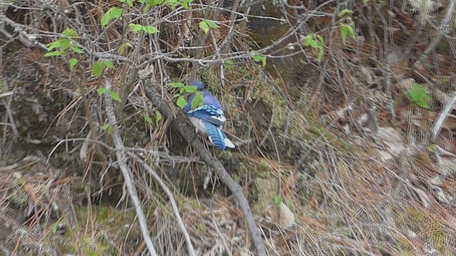 Blue Jay - ML631759091