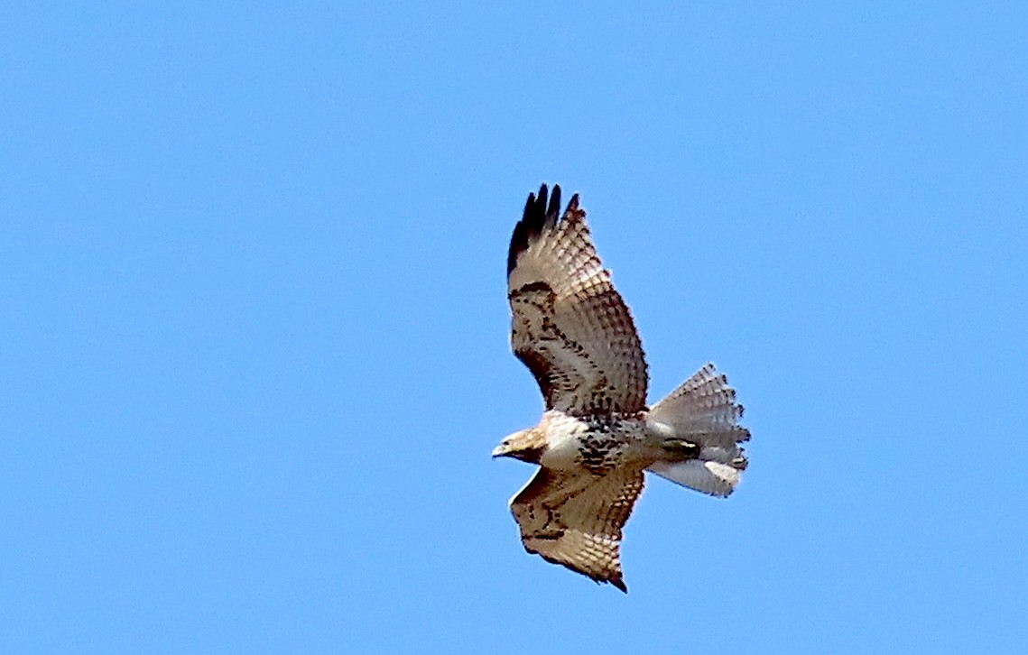 Red-tailed Hawk - ML631759092