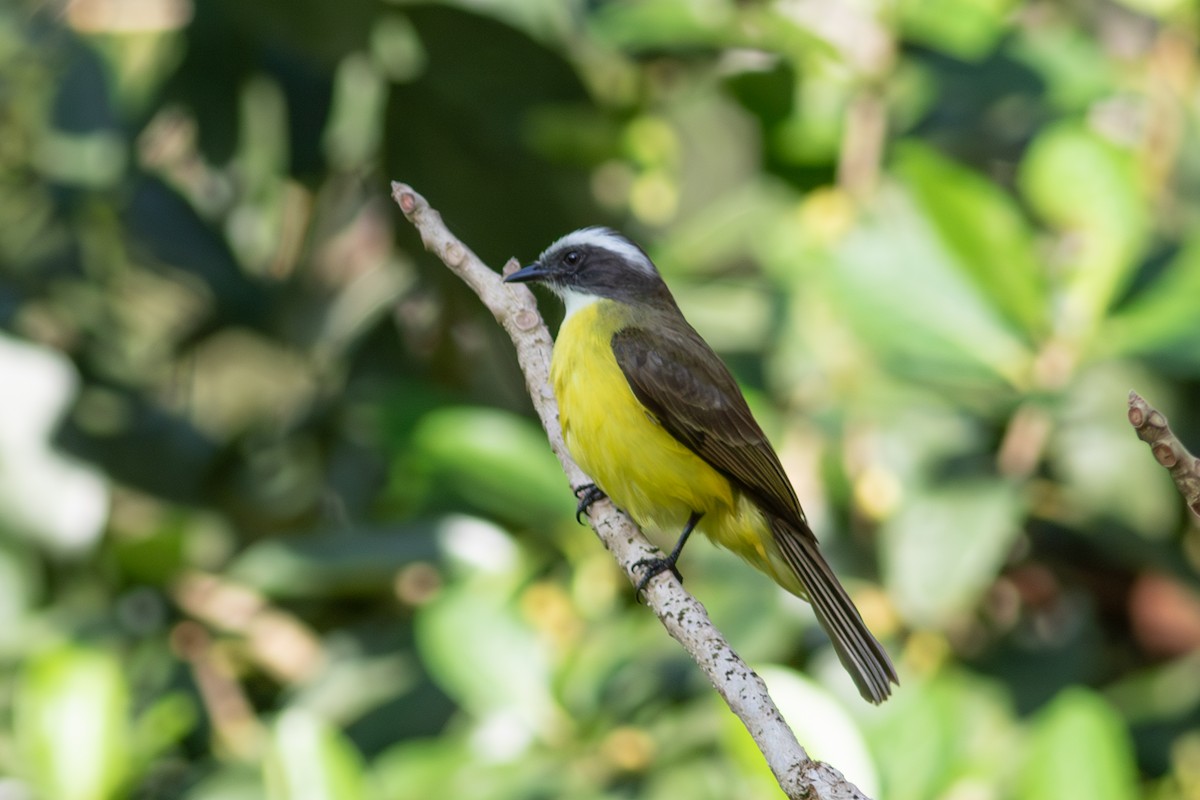 Social Flycatcher - ML631759114