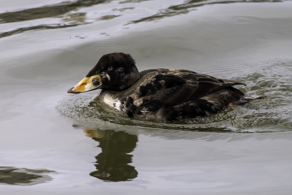 Surf Scoter - ML631759196