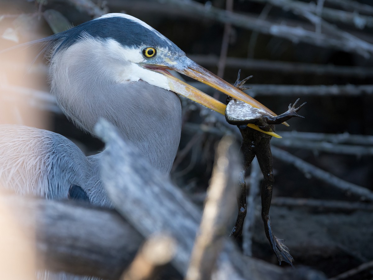 Great Blue Heron - ML631759208