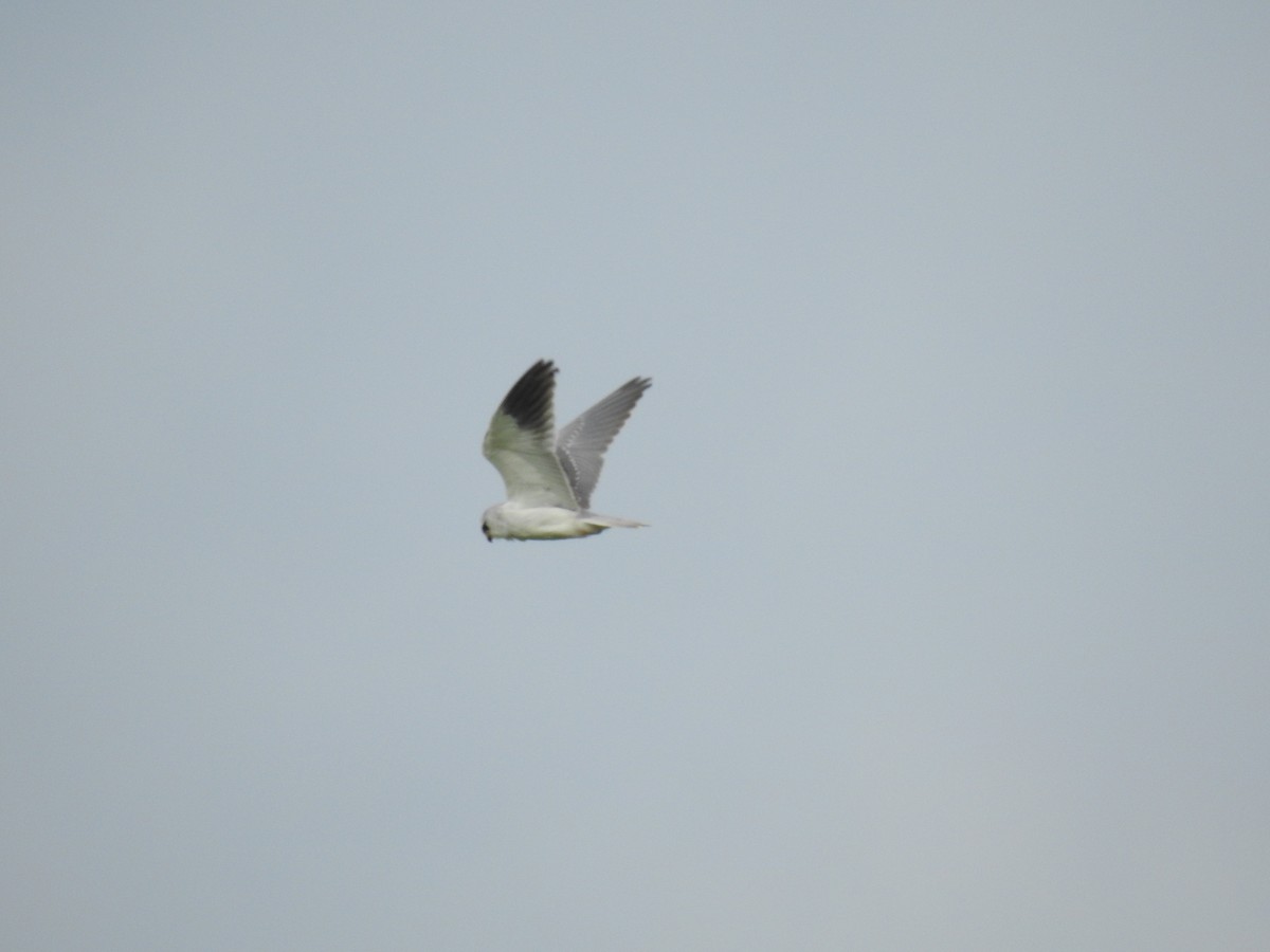 Black-winged Kite - ML631759430