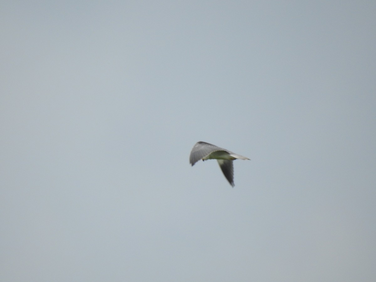 Black-winged Kite - ML631759431