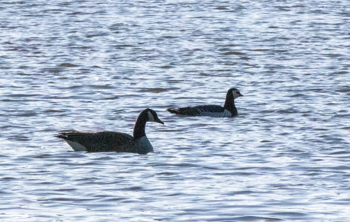 Oca facciabianca - ML631759547