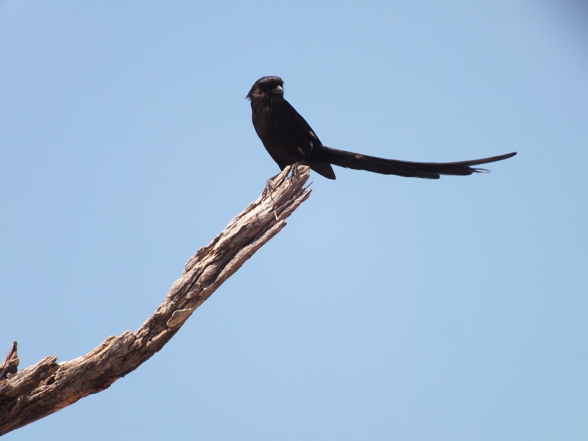 Magpie Shrike - ML631759794