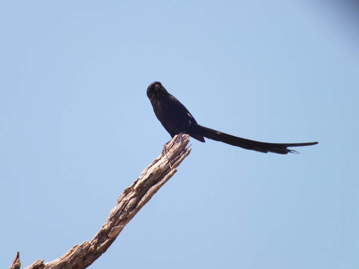 Magpie Shrike - ML631759795