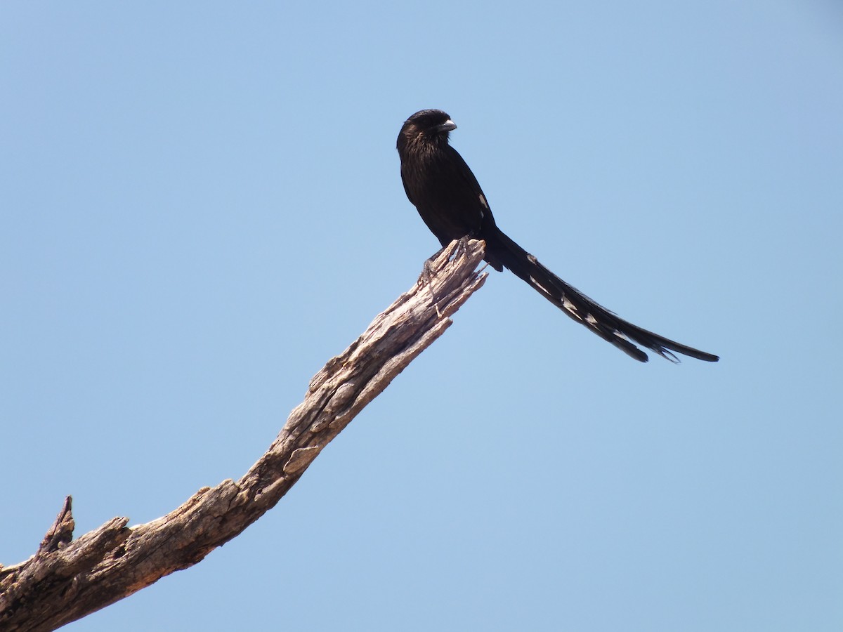 Magpie Shrike - ML631759796