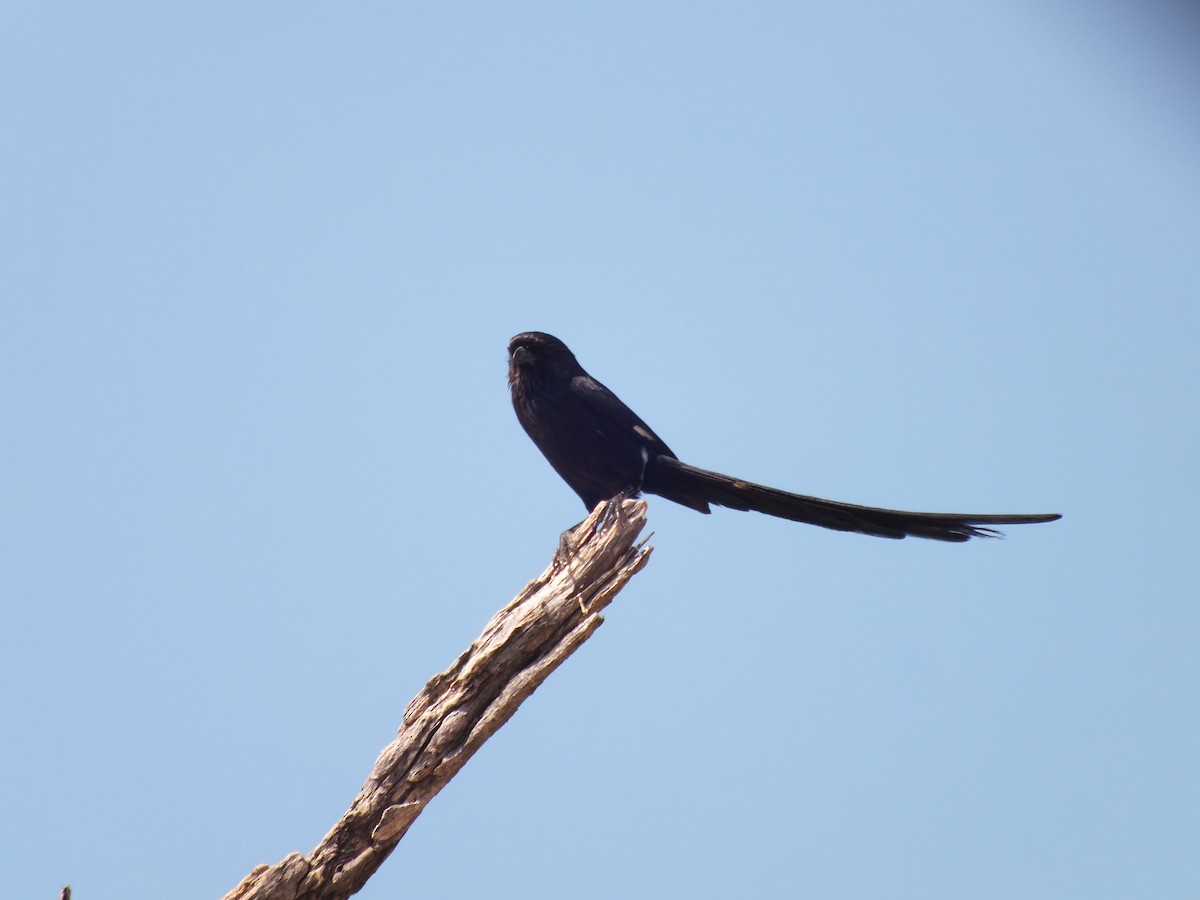 Magpie Shrike - ML631759797