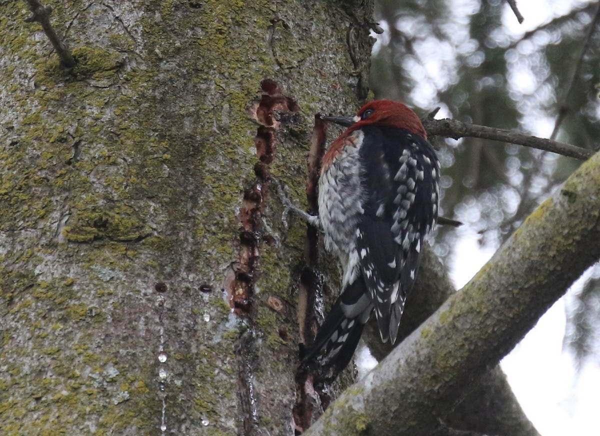 Red-breasted Sapsucker (ruber) - ML631759858