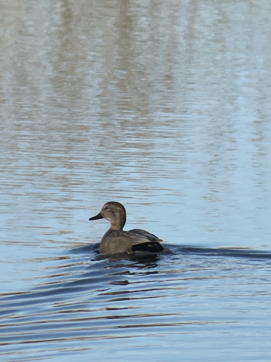 ברווז אפור - ML631759991