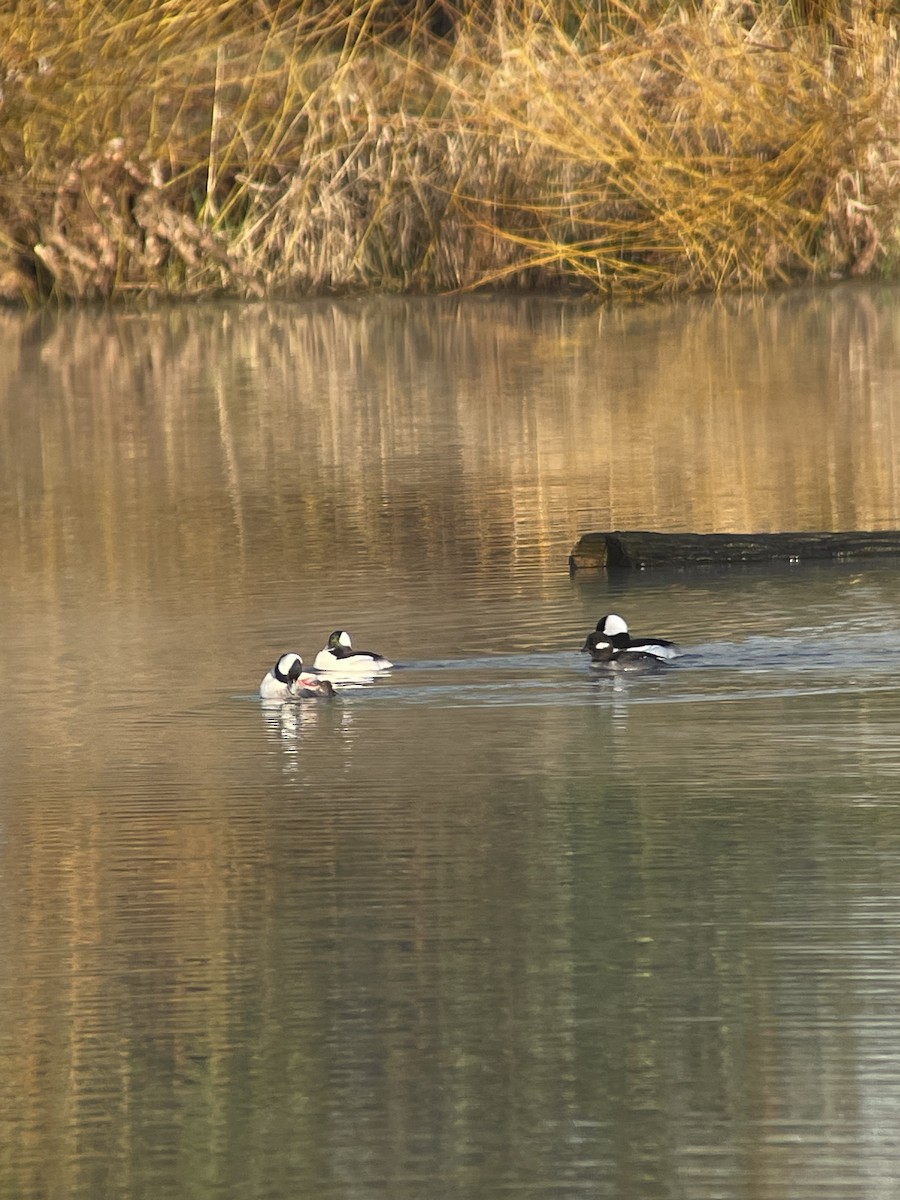 עבראש לבנוני - ML631760027