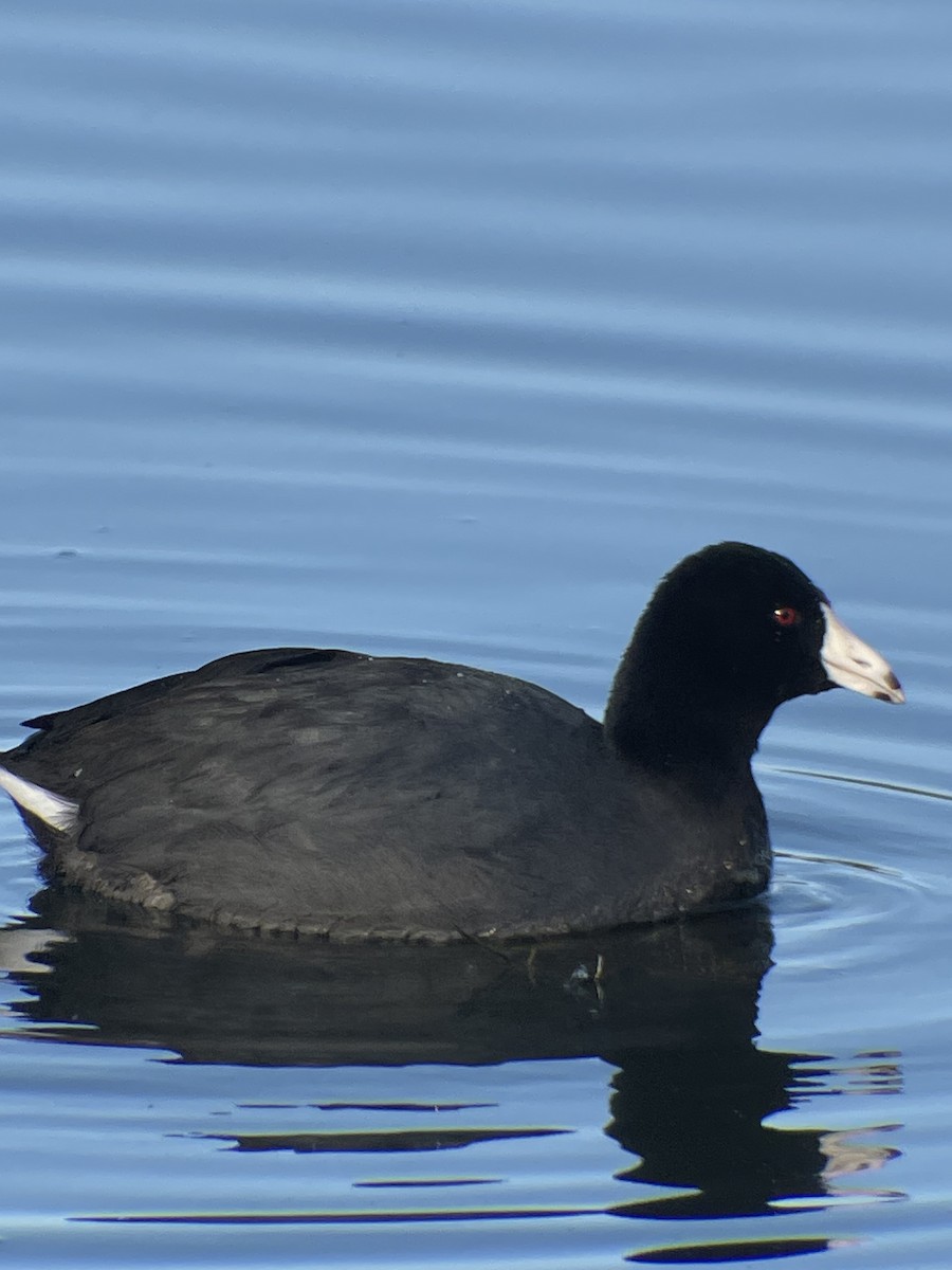 אגמית אמריקנית - ML631760047