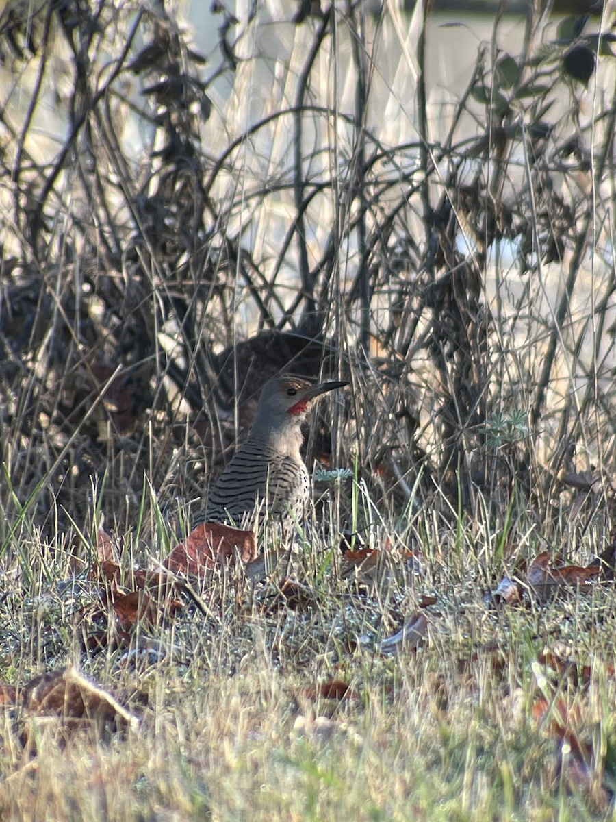 נקר צפון-אמריקני - ML631760058