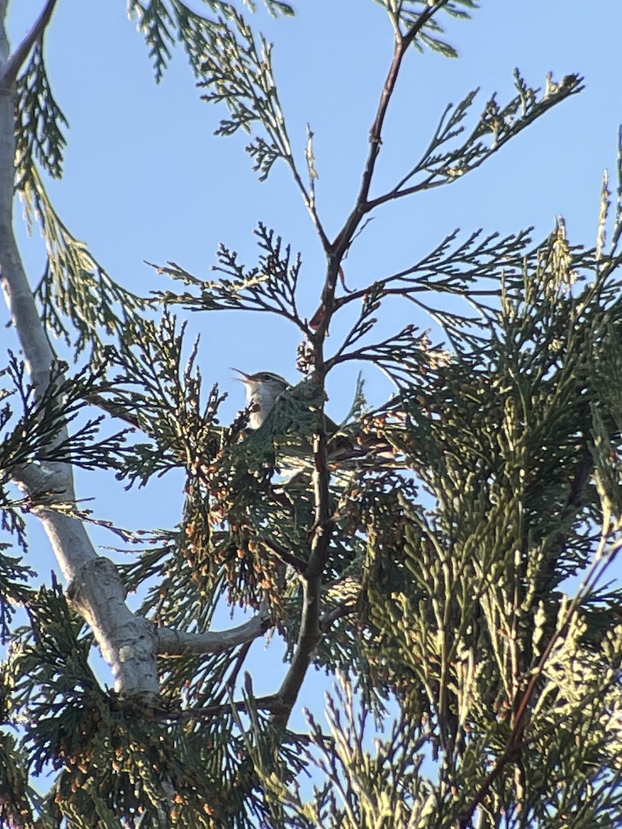 Bewick's Wren - ML631760074