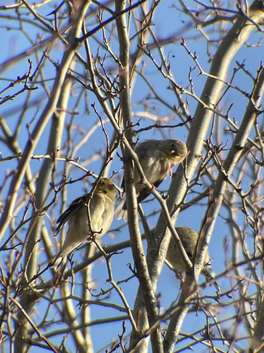 American Goldfinch - ML631760091