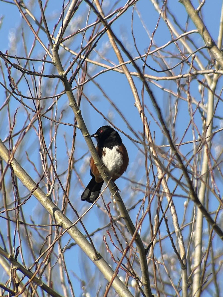 Spotted Towhee - ML631760110
