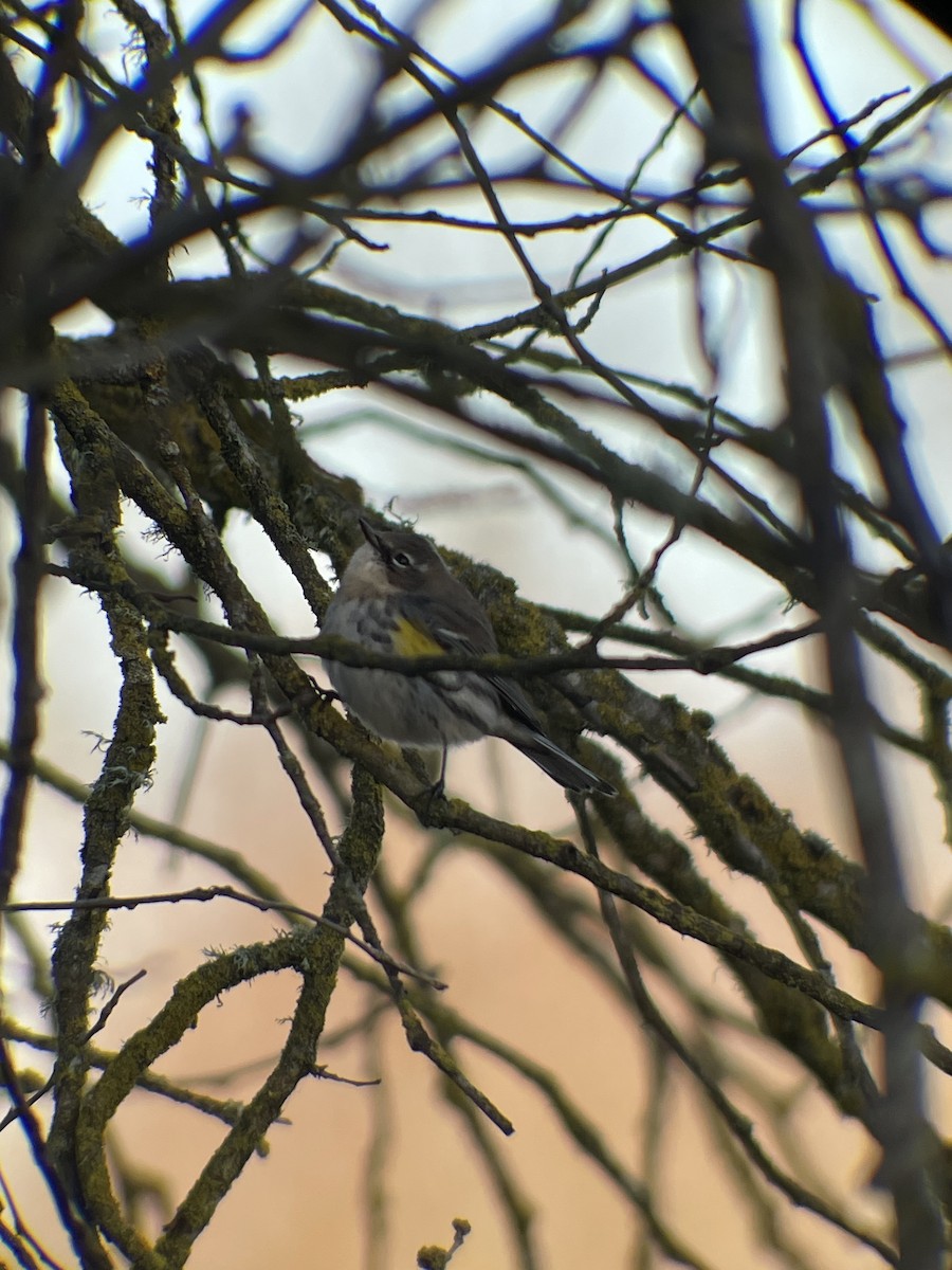 סבכון הכתר - ML631760124