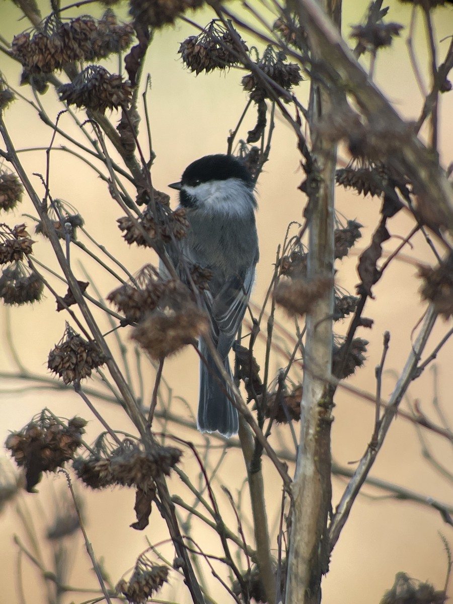 Black-capped Chickadee - ML631760144