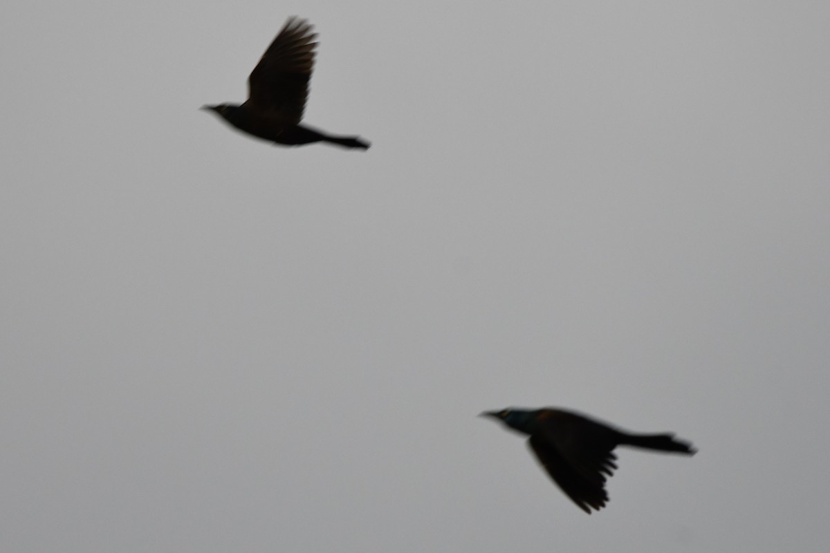 Common Grackle - ML631760343