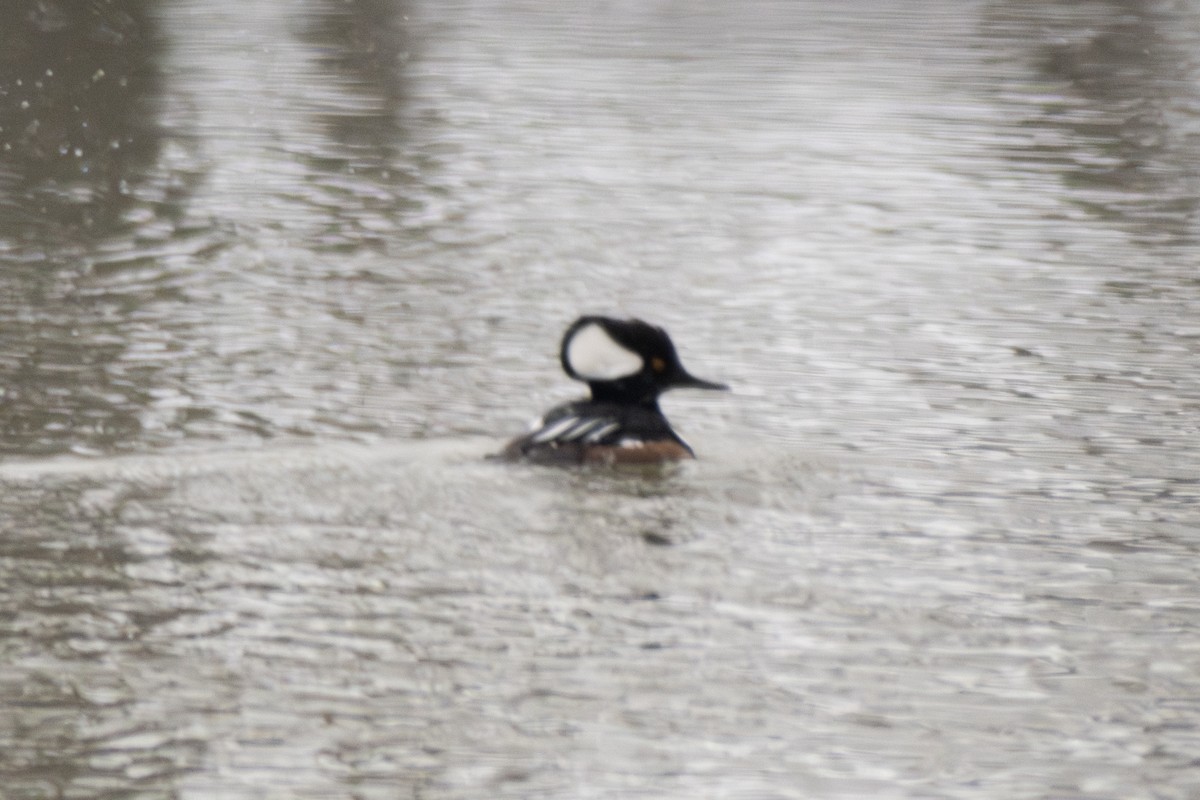 Hooded Merganser - ML631760588