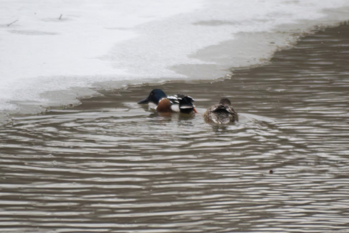 Northern Shoveler - ML631760610