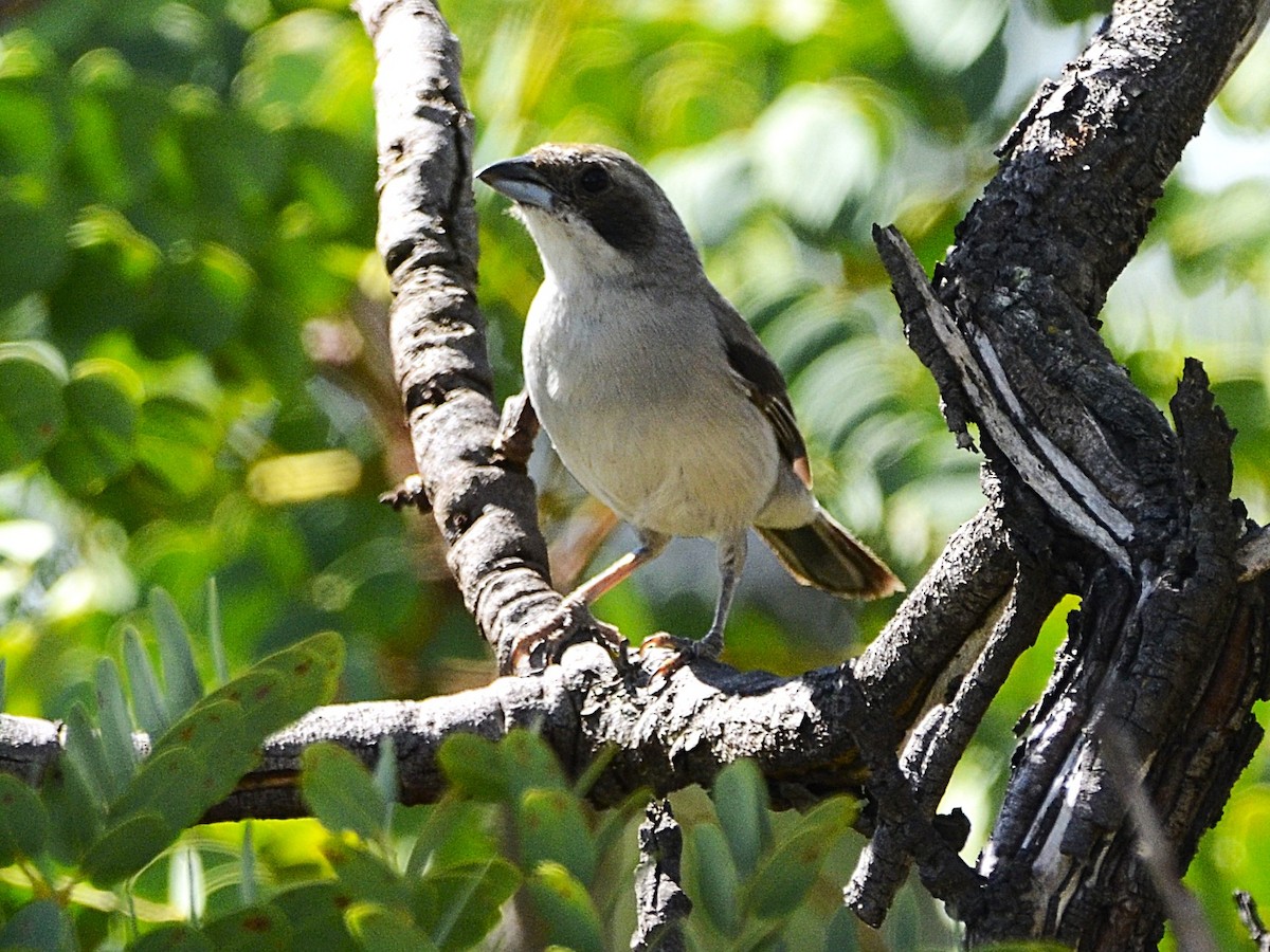 White-banded Tanager - ML631760615
