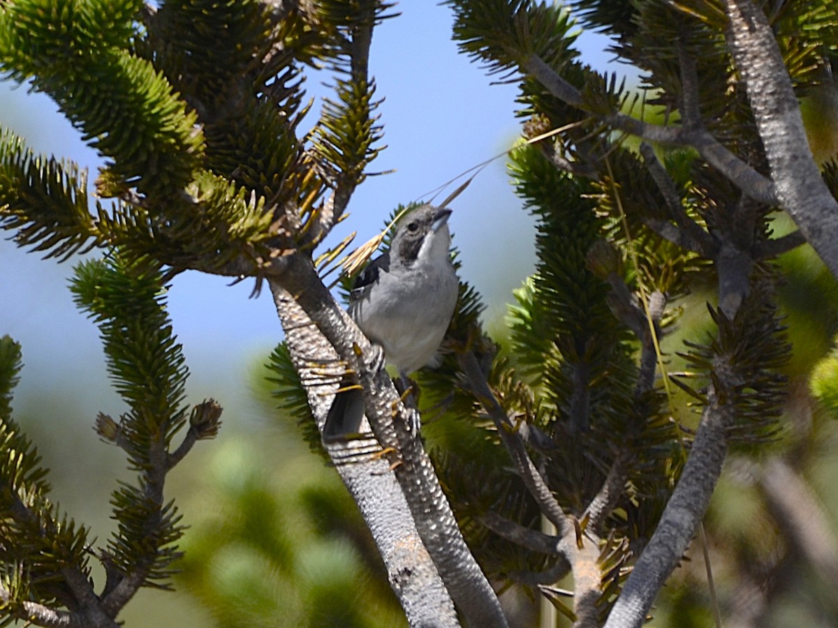 White-banded Tanager - ML631760618
