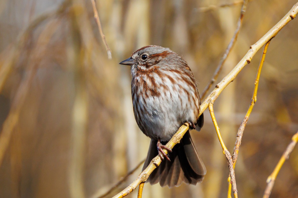 Chingolo Cantor - ML631760659
